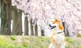 惟愿此生岁月无恙啥意思 岁月无恙什么意思